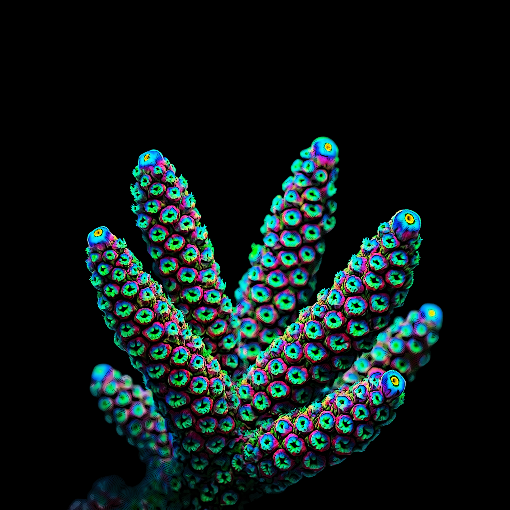Design_Acropora.png