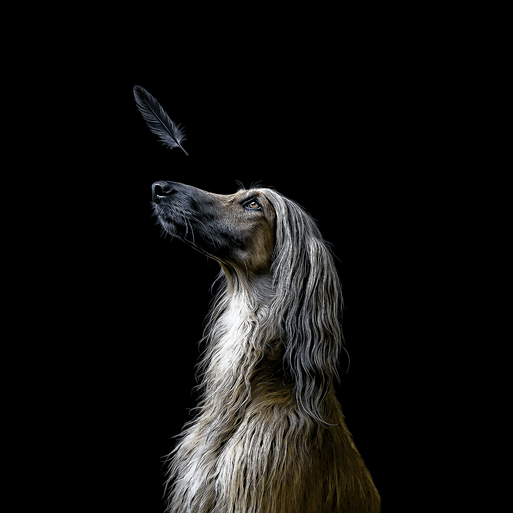 Design_Afghanischer_Windhund_75d21f87-b1b7-4155-ab40-d68203be56e6.png