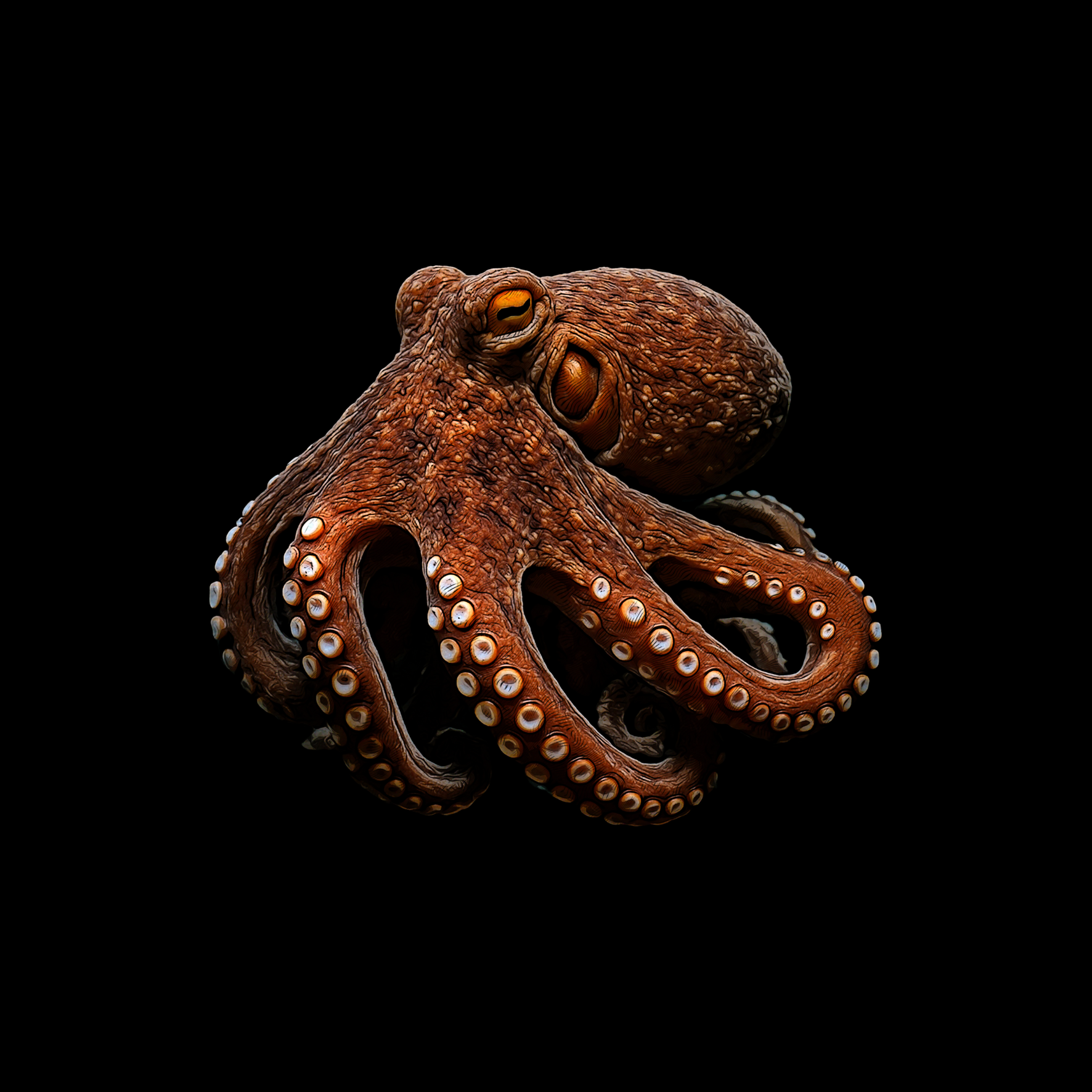 Design_Octopus.png