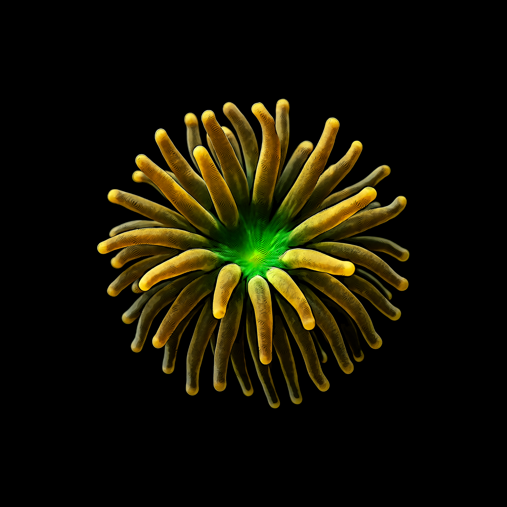 Design Euphyllia
