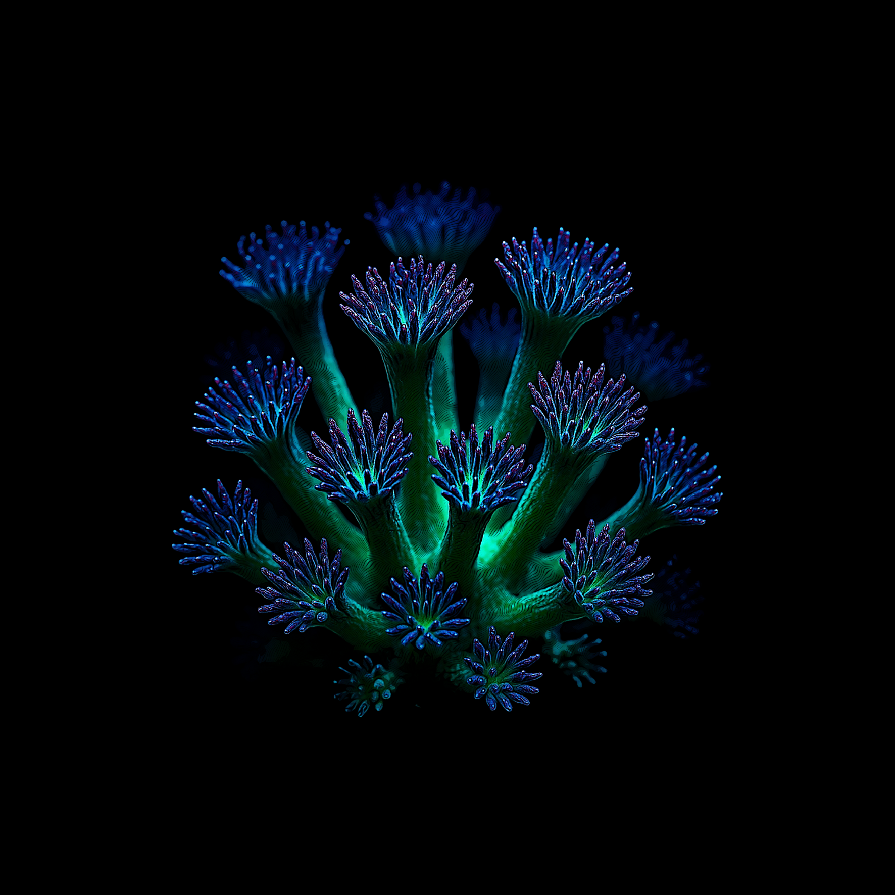 Design Goniopora