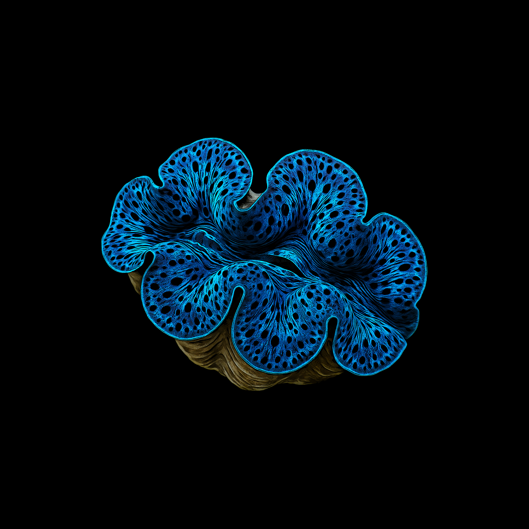 Design Tridacna