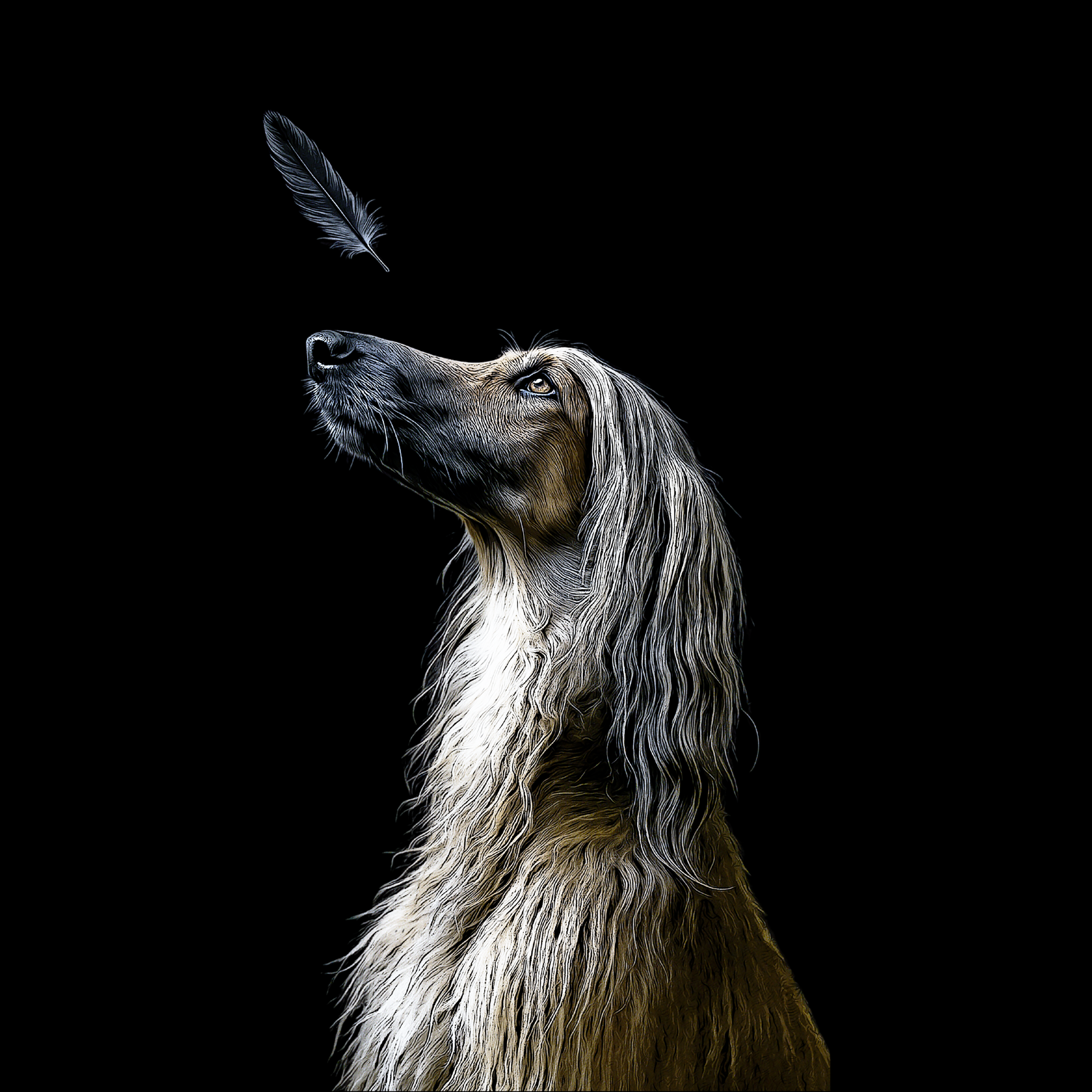 Design Afghanischer Windhund