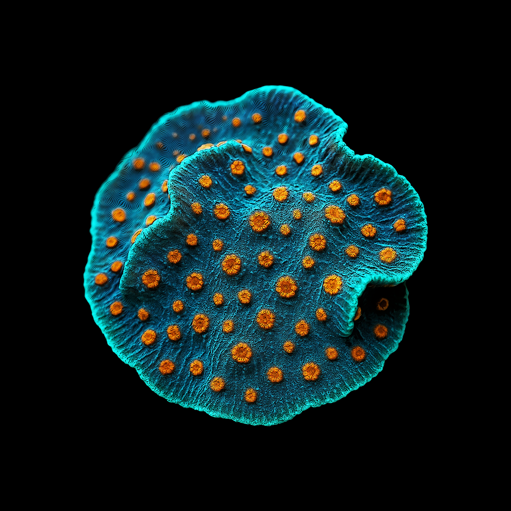Design Cyphastrea