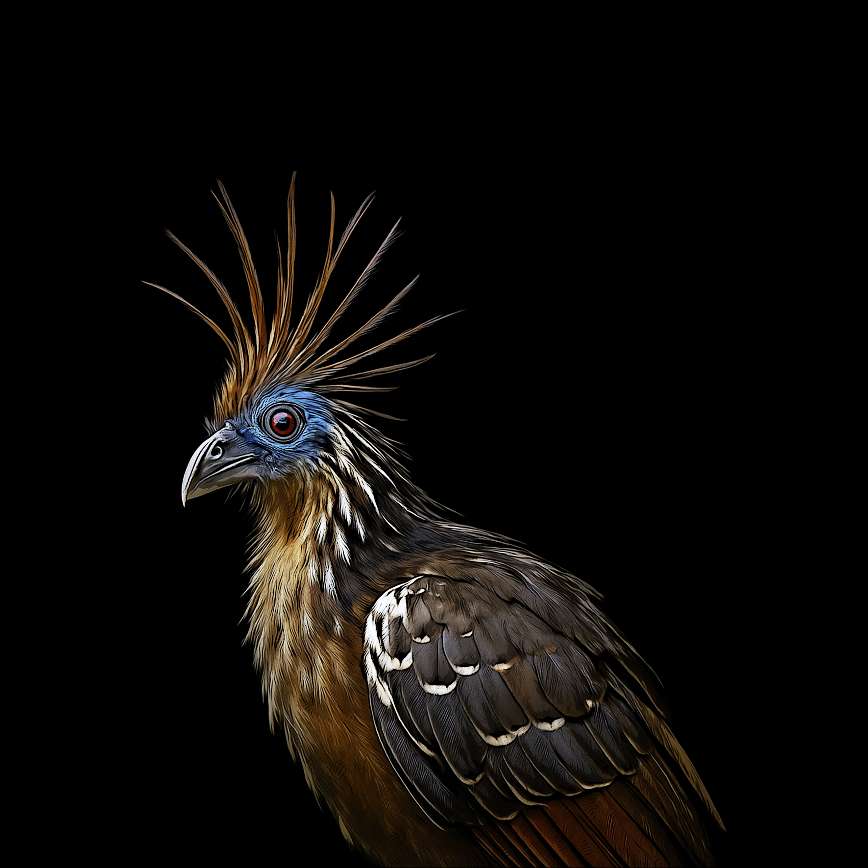 Design Hoatzin