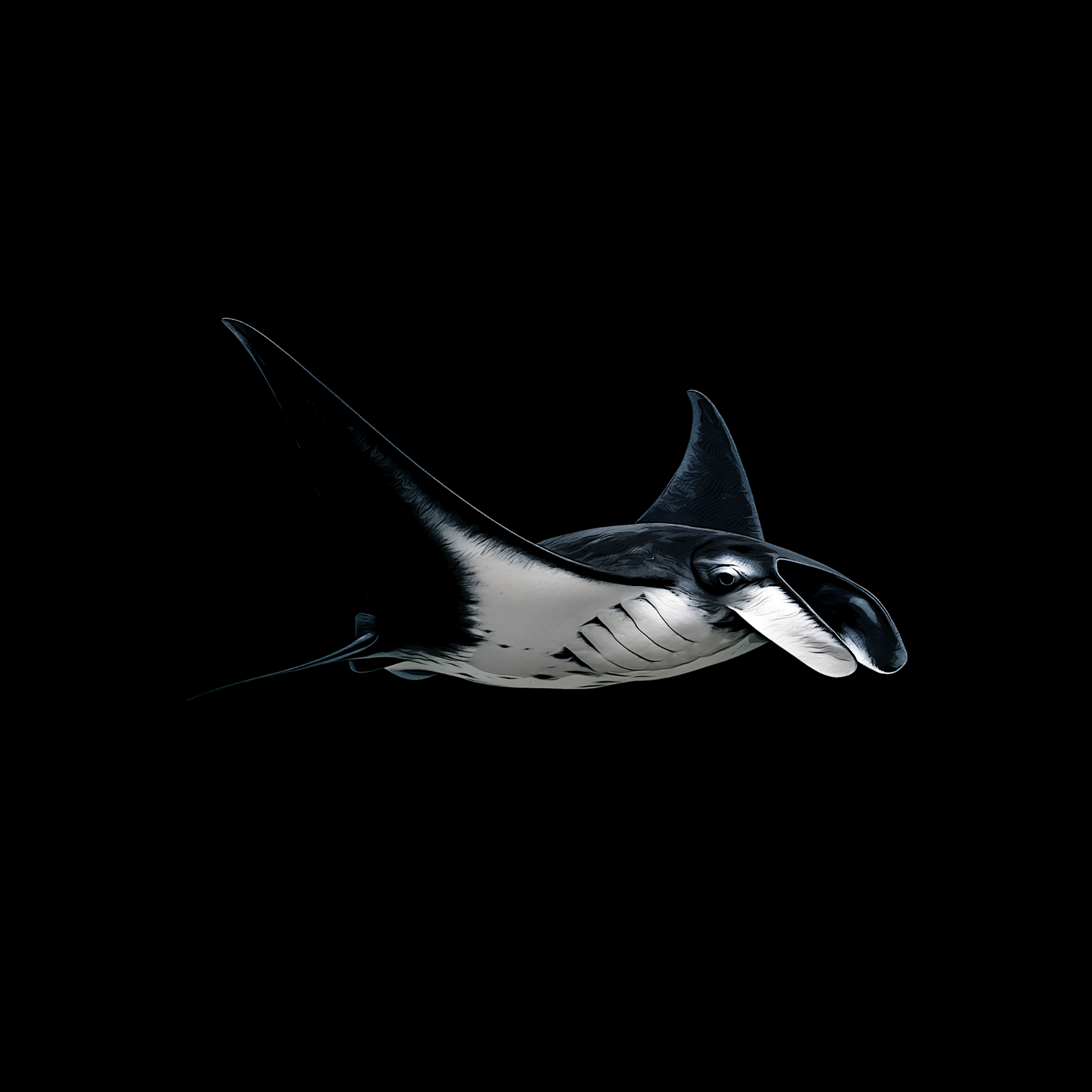 Design Manta Rochen