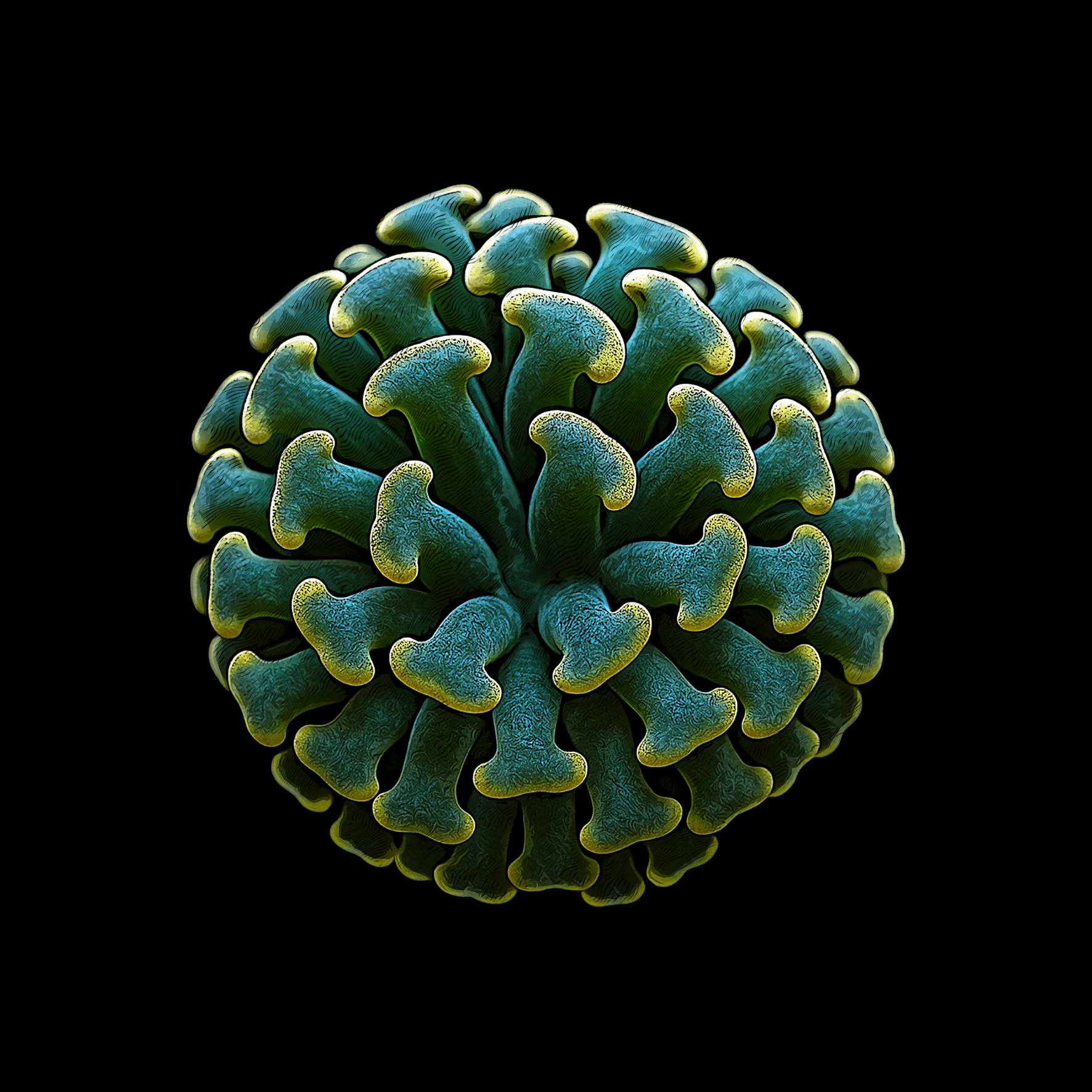 Paraancora