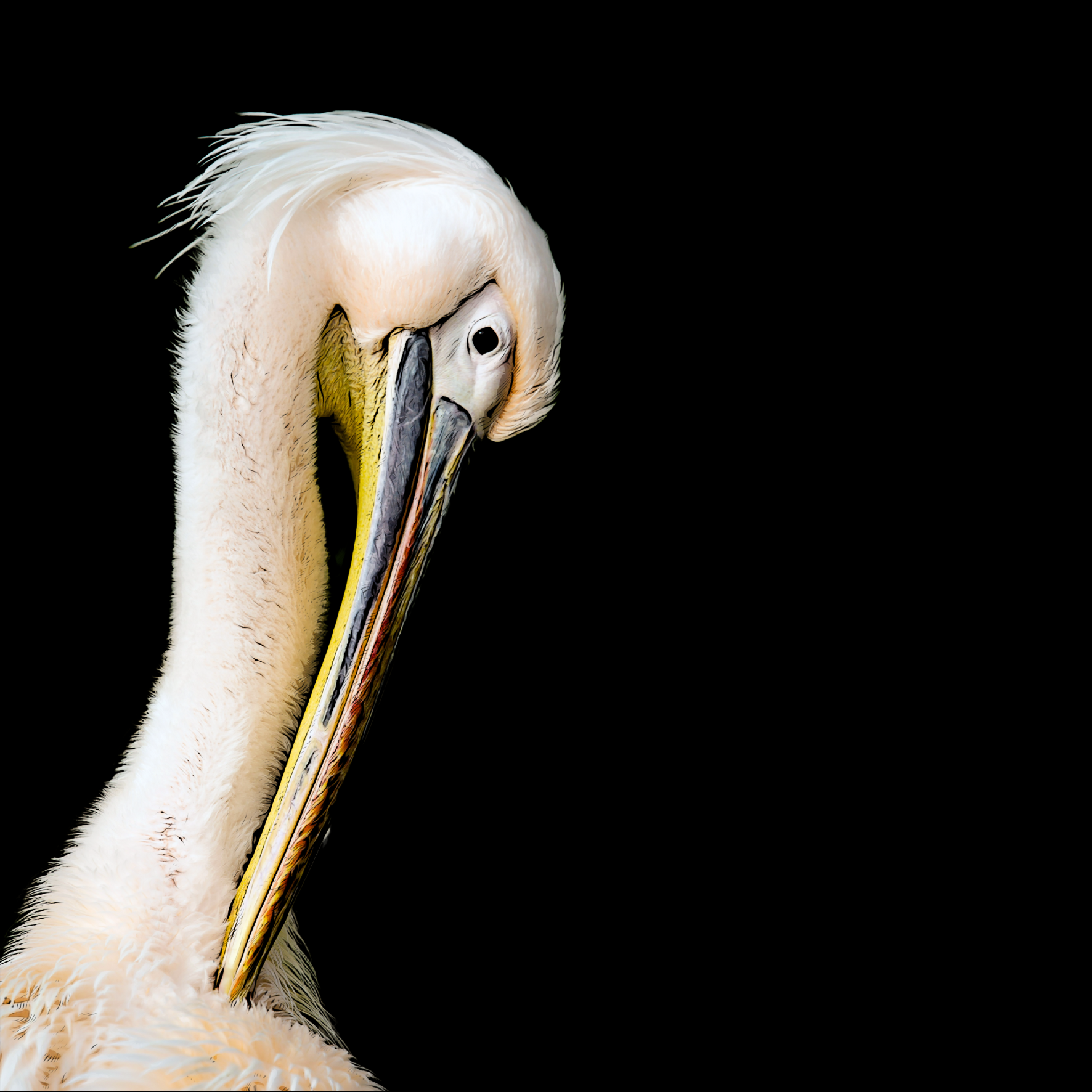 Pelikan auf schwarzem Hintergrund