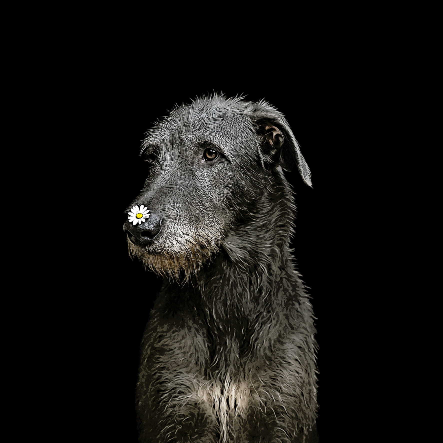 Design Wolfhund