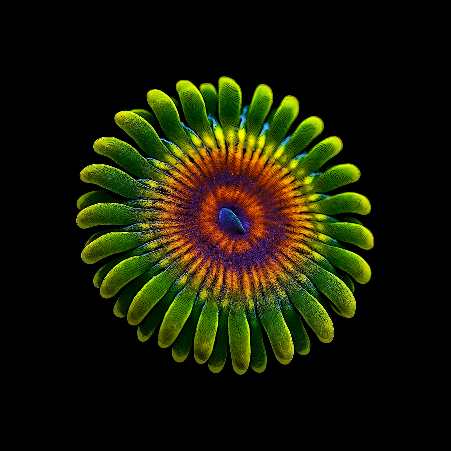 Zoanthus