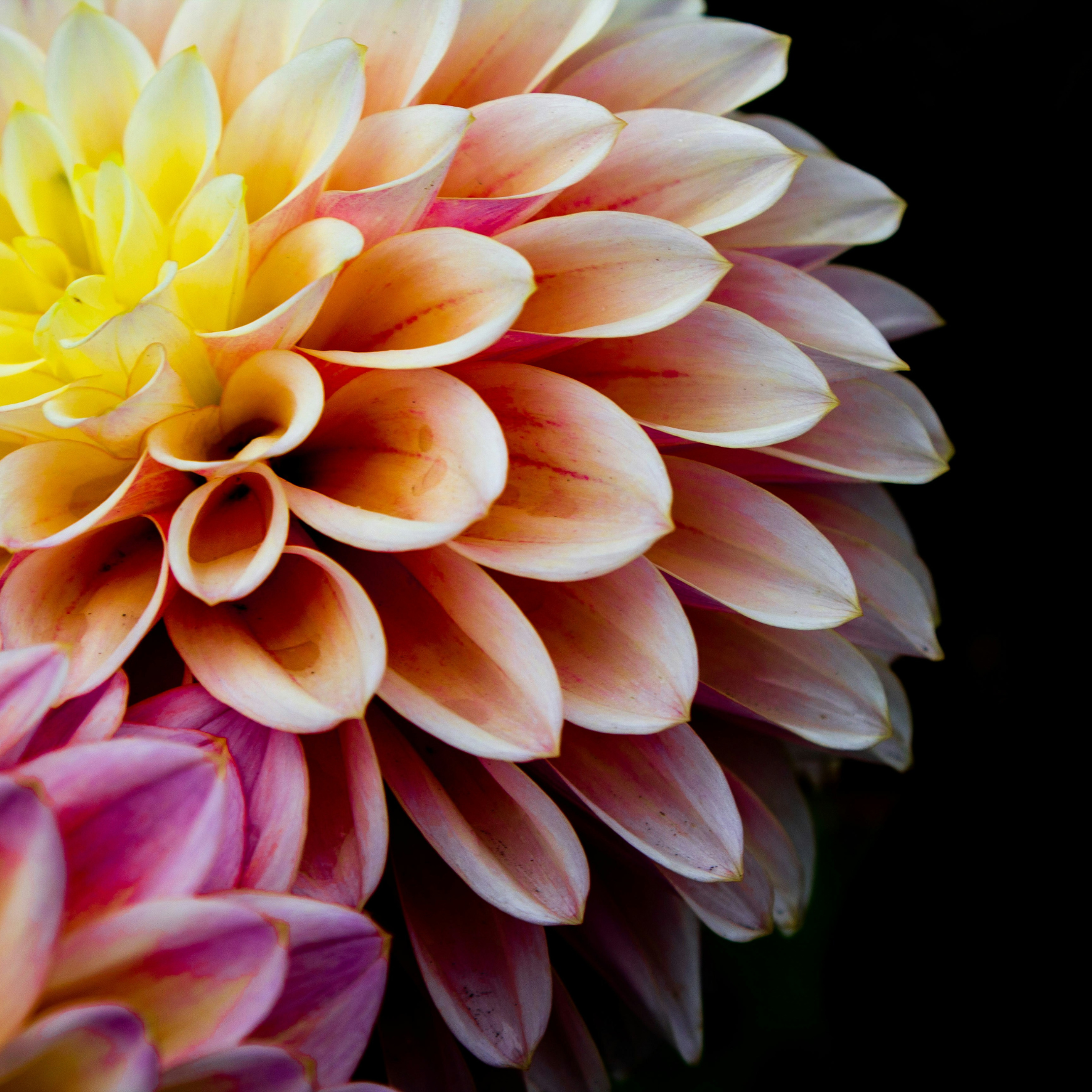 Kollektion Flowers