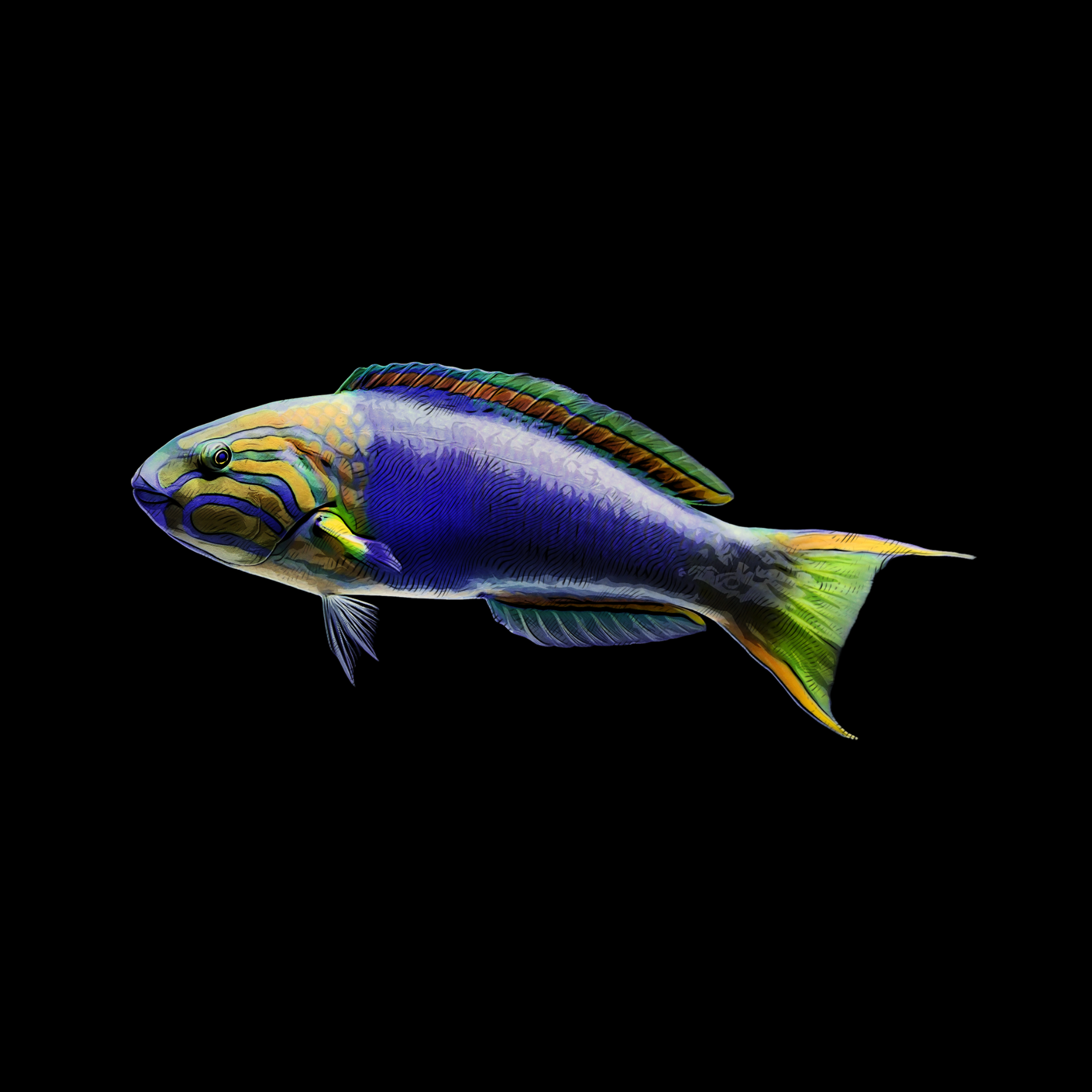 Lippfisch auf schwarzem Hintergrund