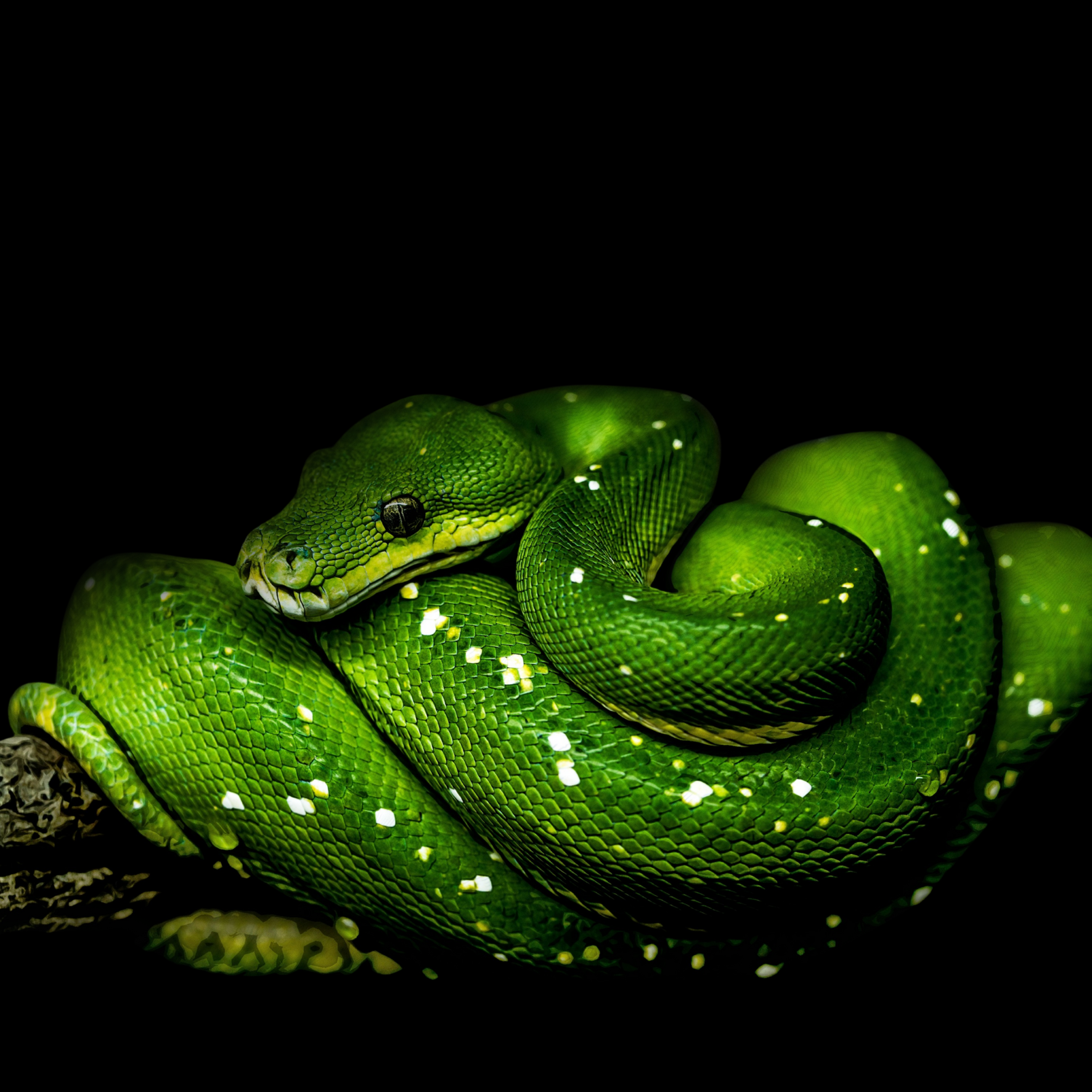 Grüne Mamba auf schwarzem Hintergrund