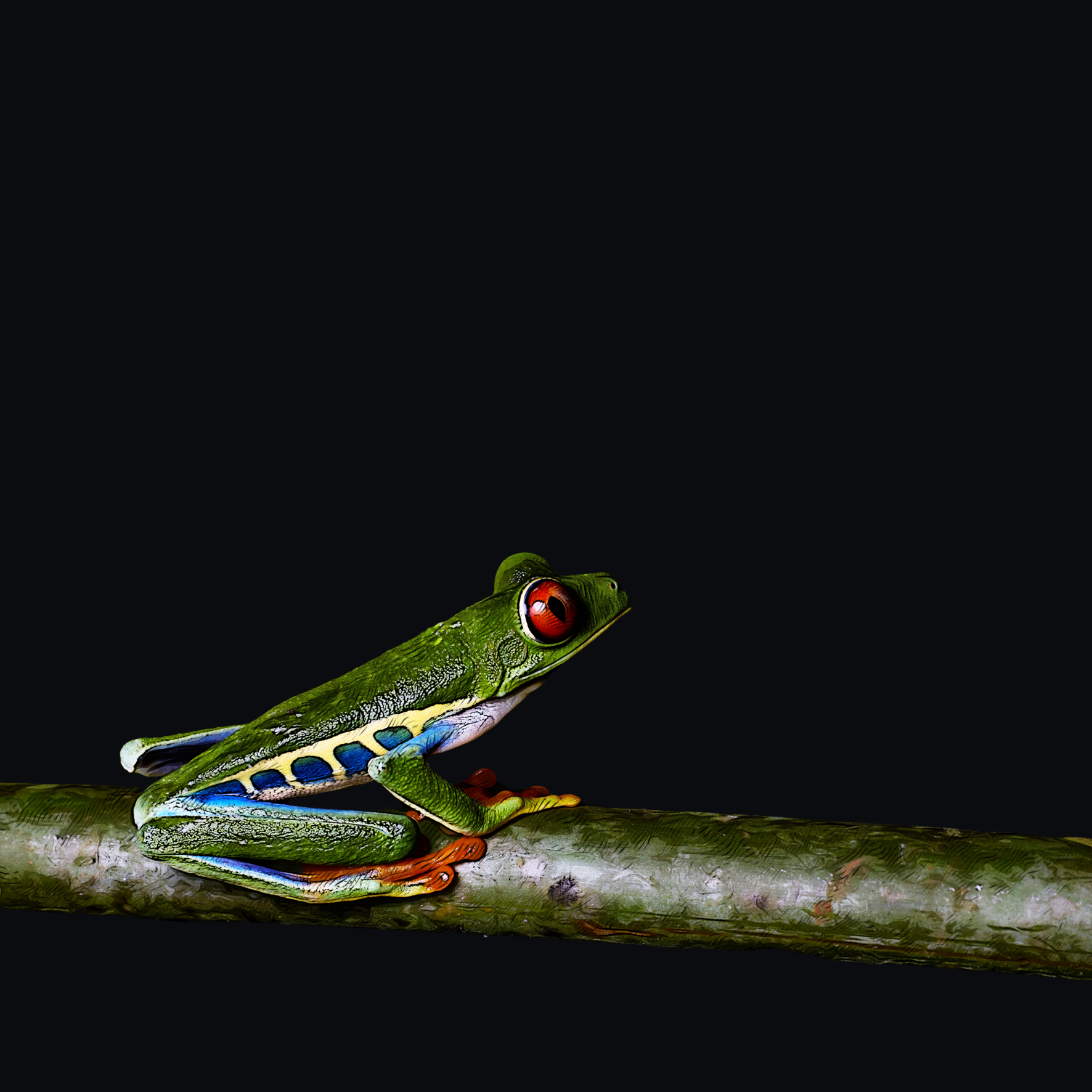 Rotaugenlaubfrosch auf schwarzem Hintergrund