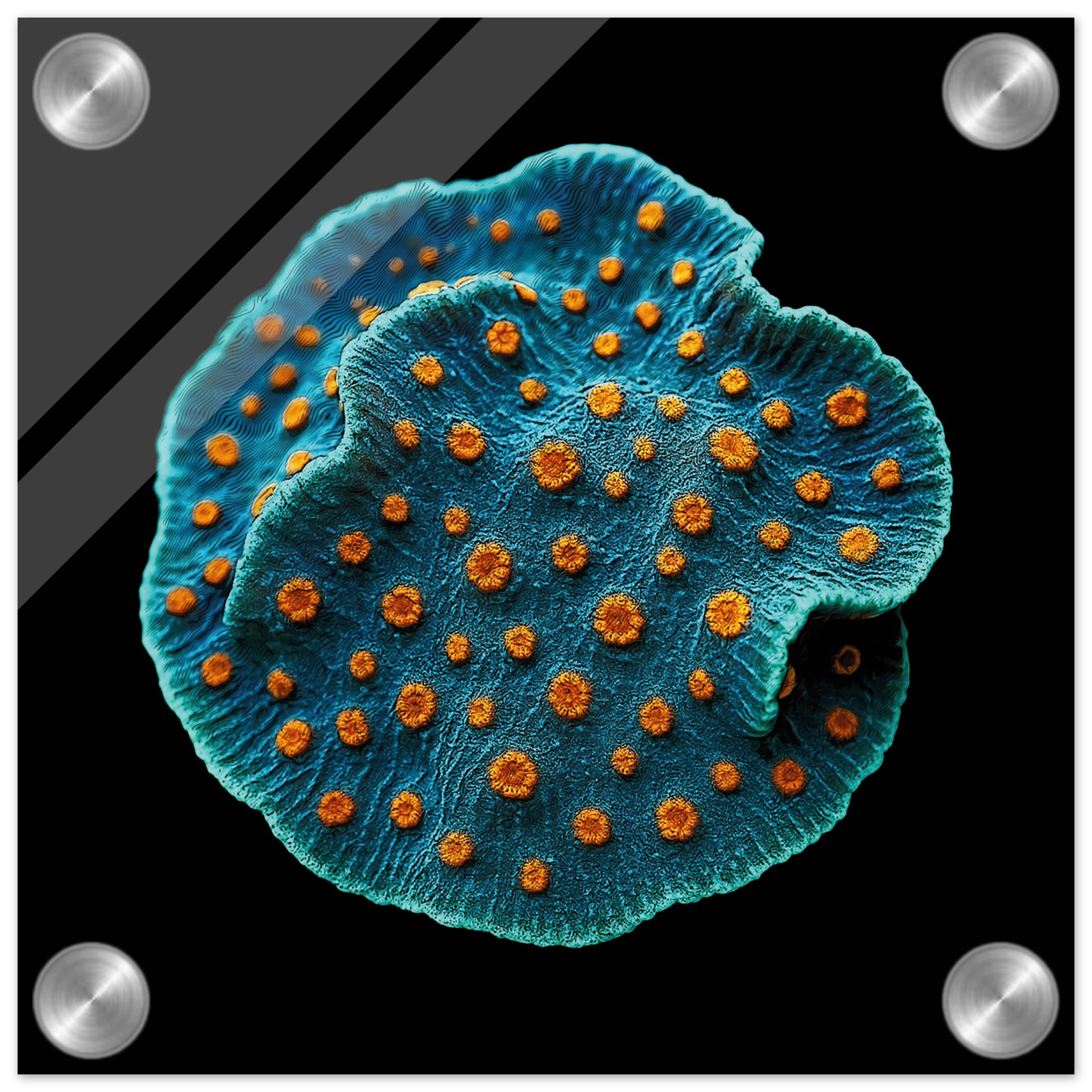 2c1d2c68-50ad-44df-adb0-897ecfa0db92