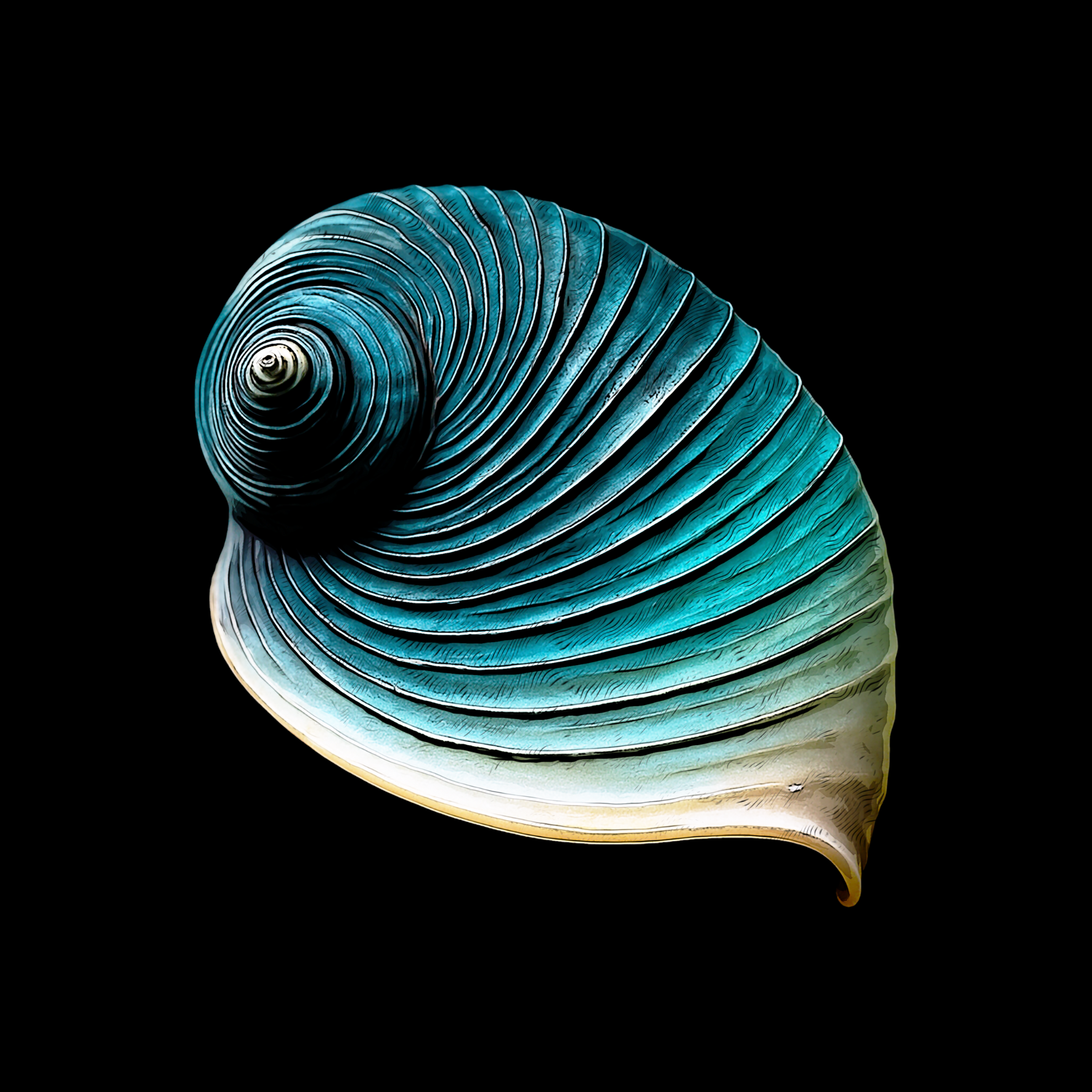 Bild aus Premium-Papier in Metall-Rahmen, Motiv: Azure Spiral Shell