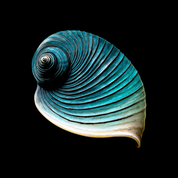 Bild aus Premium-Papier in Metall-Rahmen, Motiv: Azure Spiral Shell