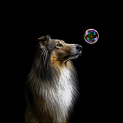 Bild aus Premium-Papier in Metall-Rahmen, Motiv: Collie