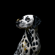 Bild aus Premium-Papier in Metall-Rahmen, Motiv: Dalmatiner