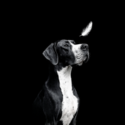 Bild aus Premium-Papier in Metall-Rahmen, Motiv: Dogge