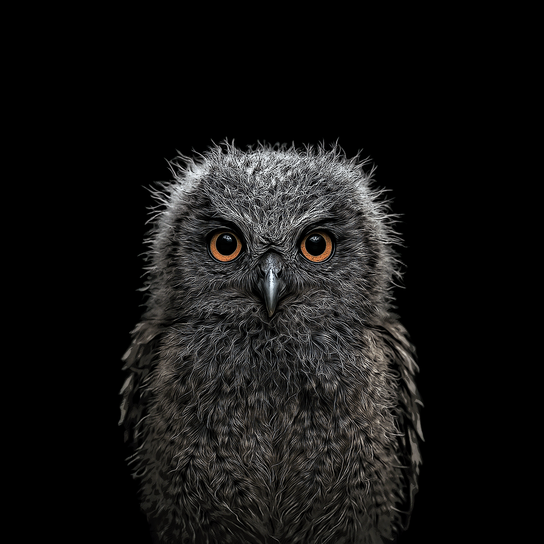 Design_Junge_Eule_8a2b40bf-7793-41e1-a785-e648242f5e47.png