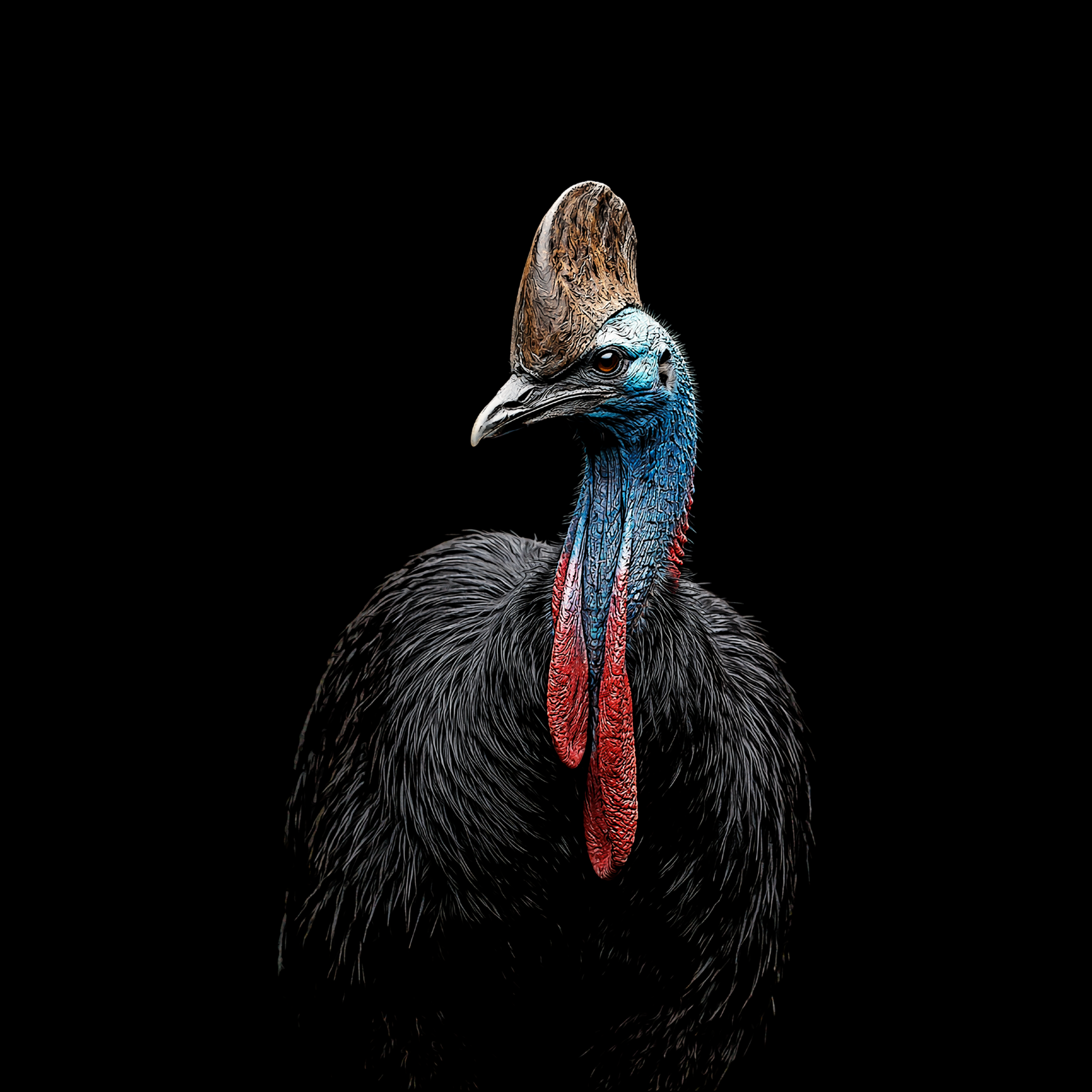 Design_Kassowar_e6dbe5b0-1df1-4bb2-b44e-ef7b944fb2c6.png