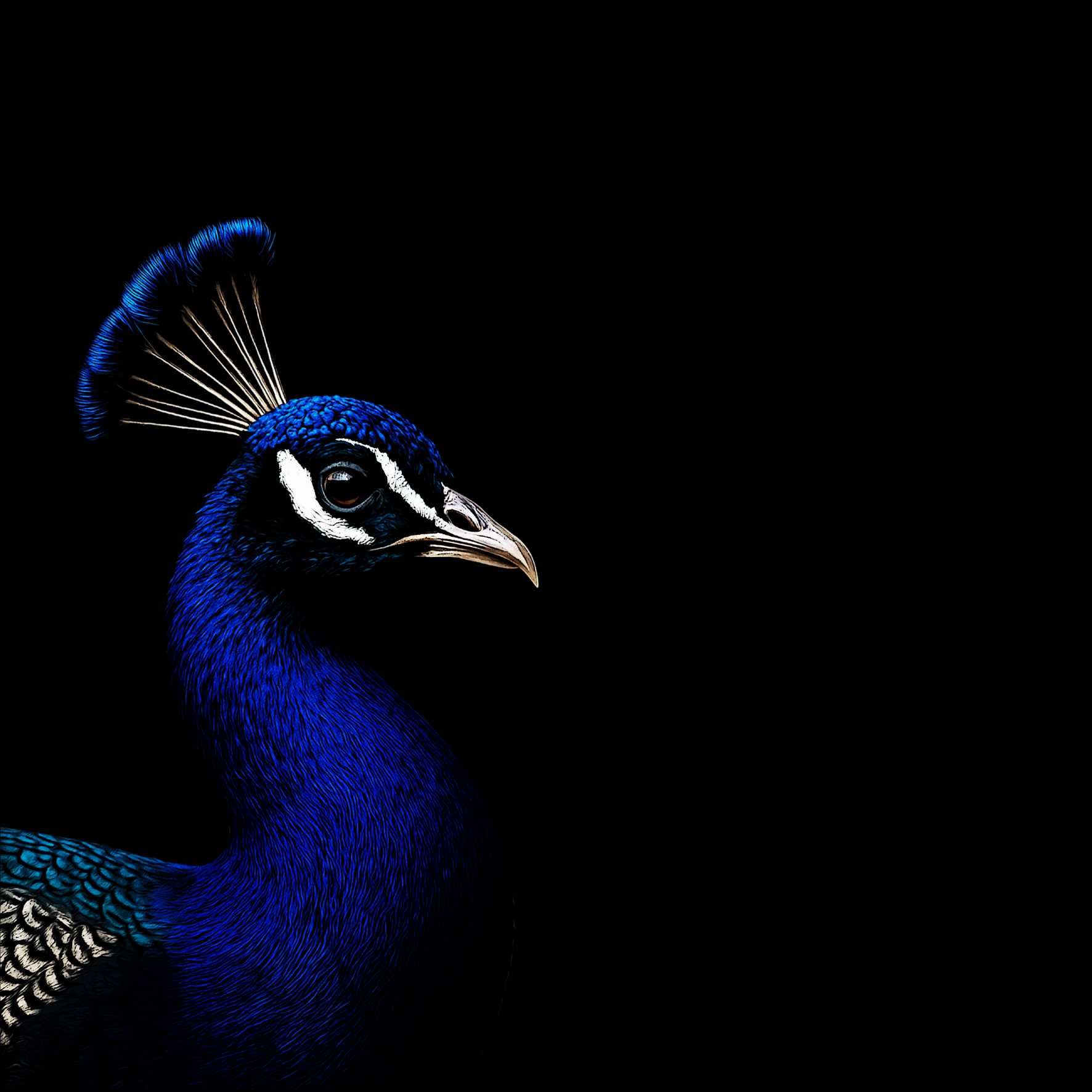 Design_Pfau_85a9656f-d381-4782-812c-fb9f09010715.png
