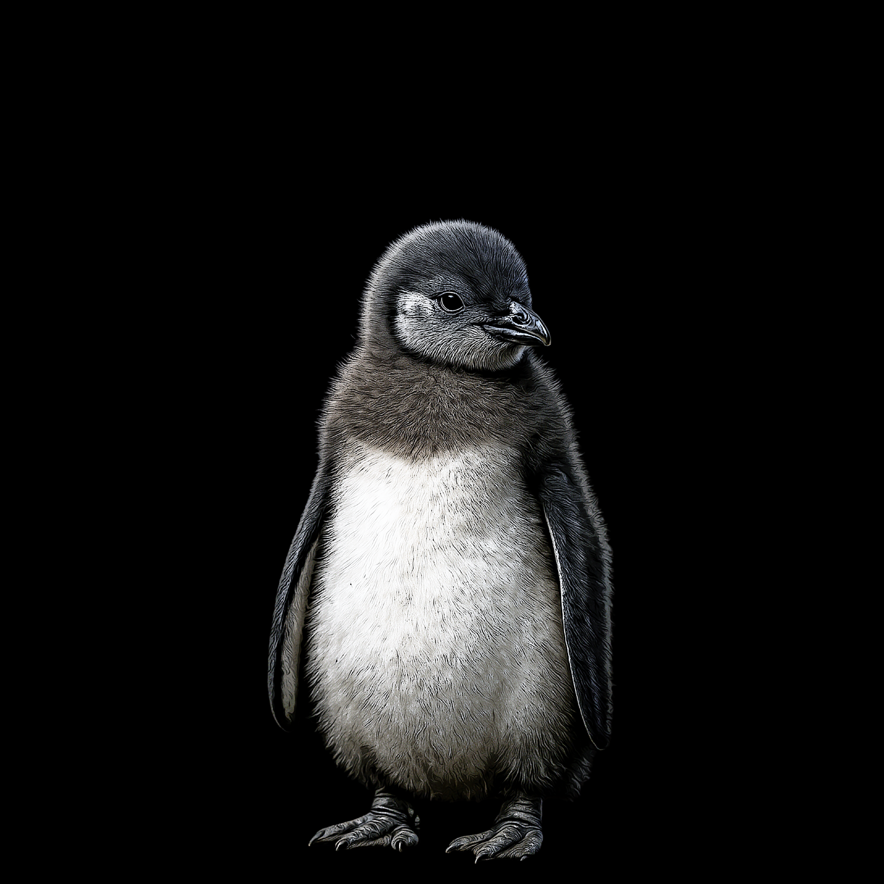Design_Pinguin.png