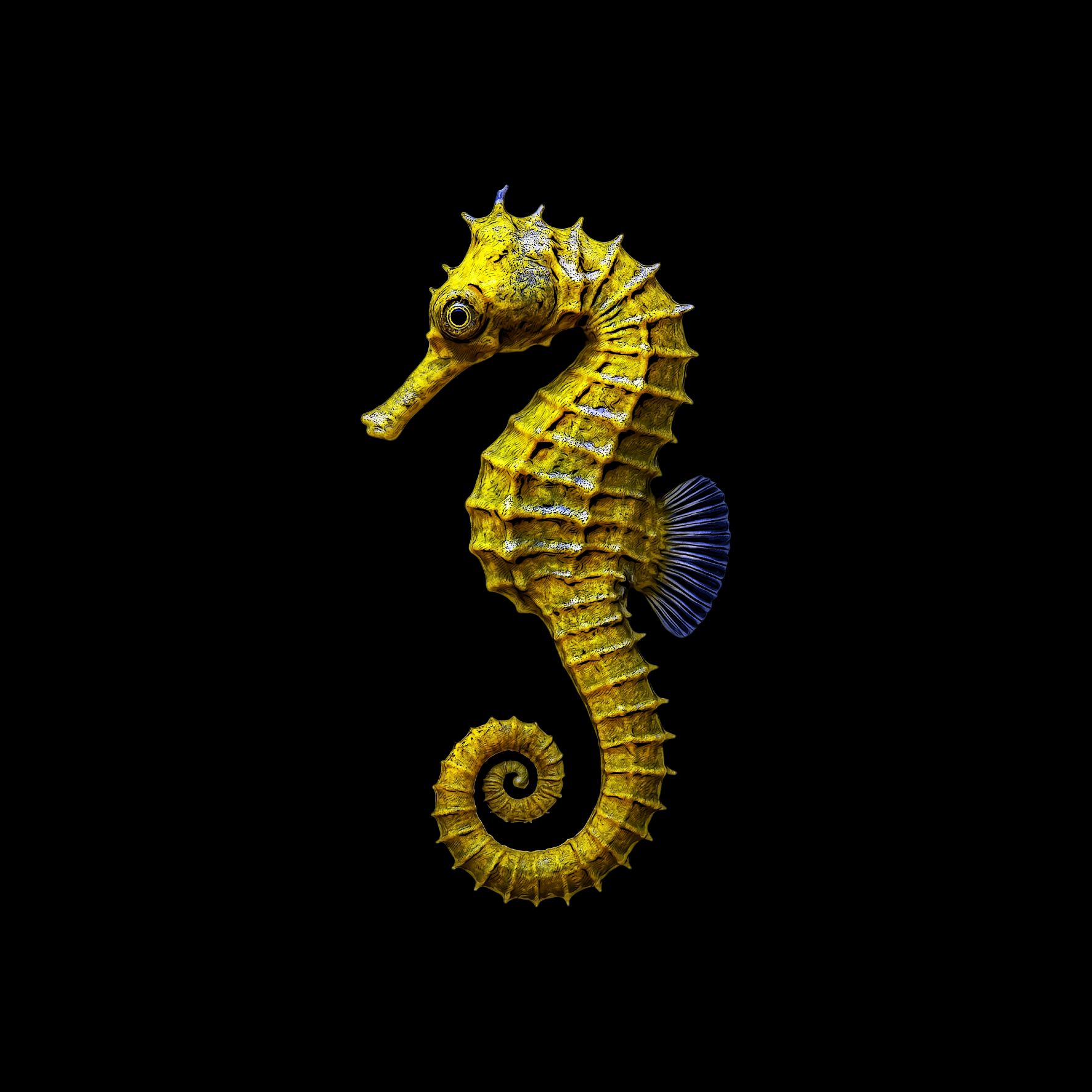 Design_Seepferdchen.png