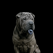 Bild aus Premium-Papier in Metall-Rahmen, Motiv: Shar-Pei