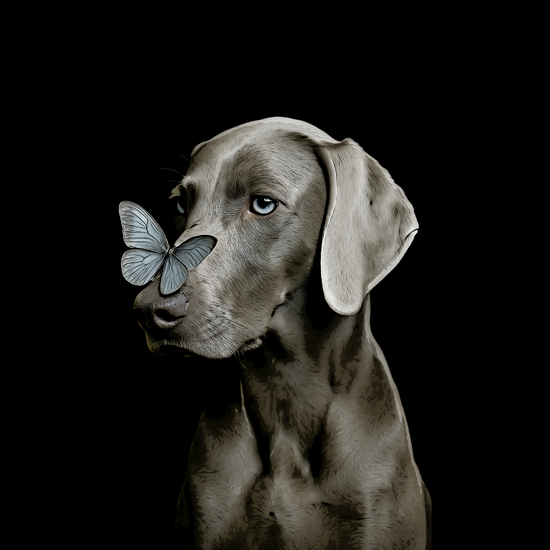 Design_Weimaraner.png