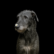 Bild aus Premium-Papier in Metall-Rahmen, Motiv: Wolfhund