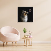 Bild aus Premium-Papier in Metall-Rahmen, Motiv: Collie