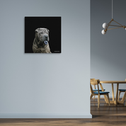 Bild aus Premium-Papier in Metall-Rahmen, Motiv: Shar-Pei