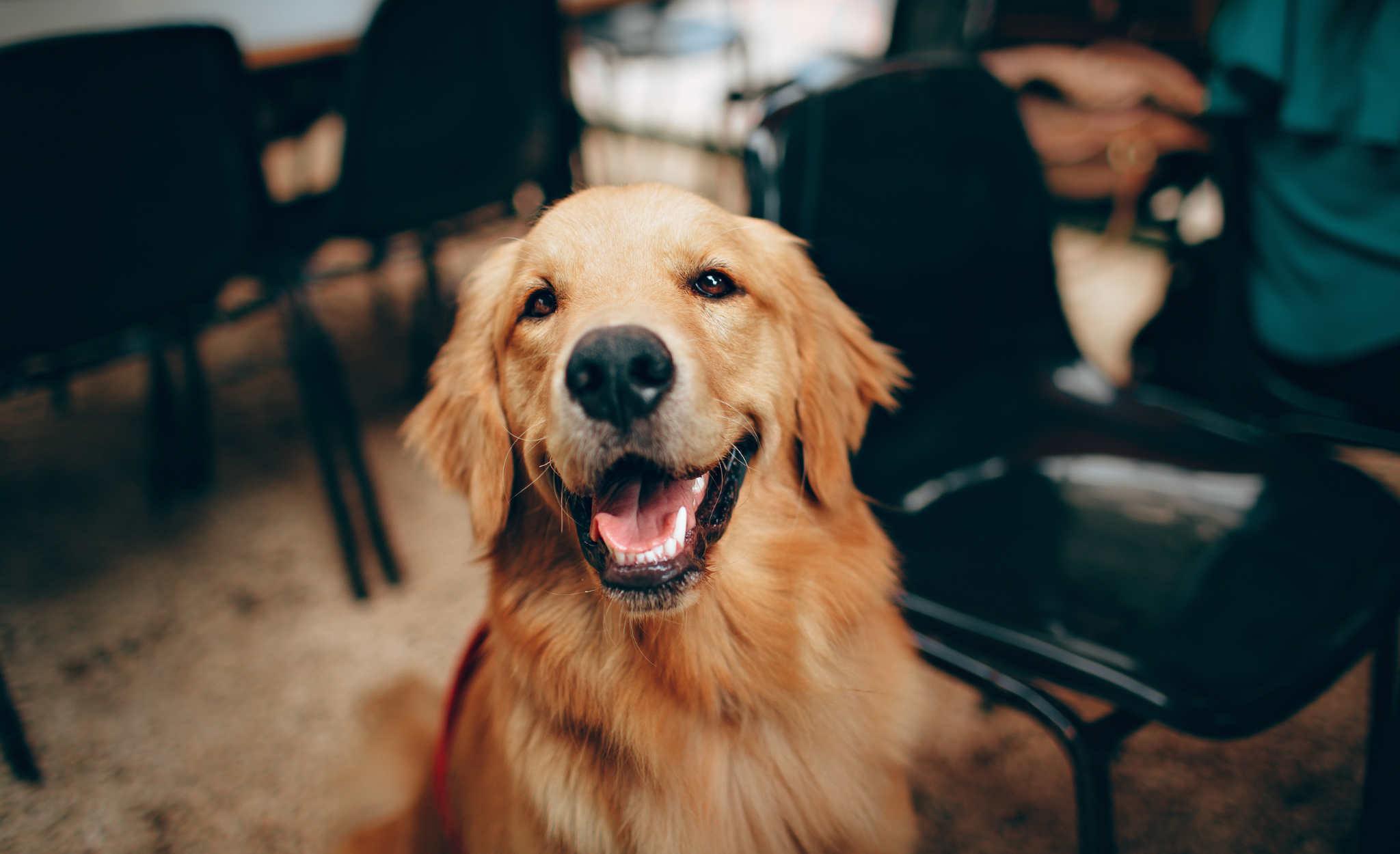 Header_Hund_bbb068db-736c-48fc-a5bf-00e762746109.png