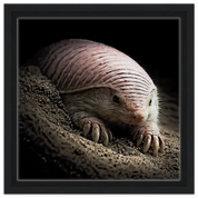 Leinwand mit Armadillo