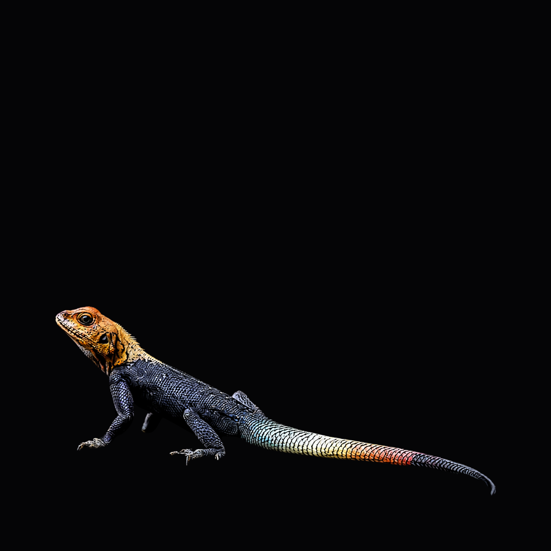 Rotkopfagame.png